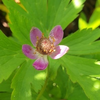 Anemone multifida 'Rubra'